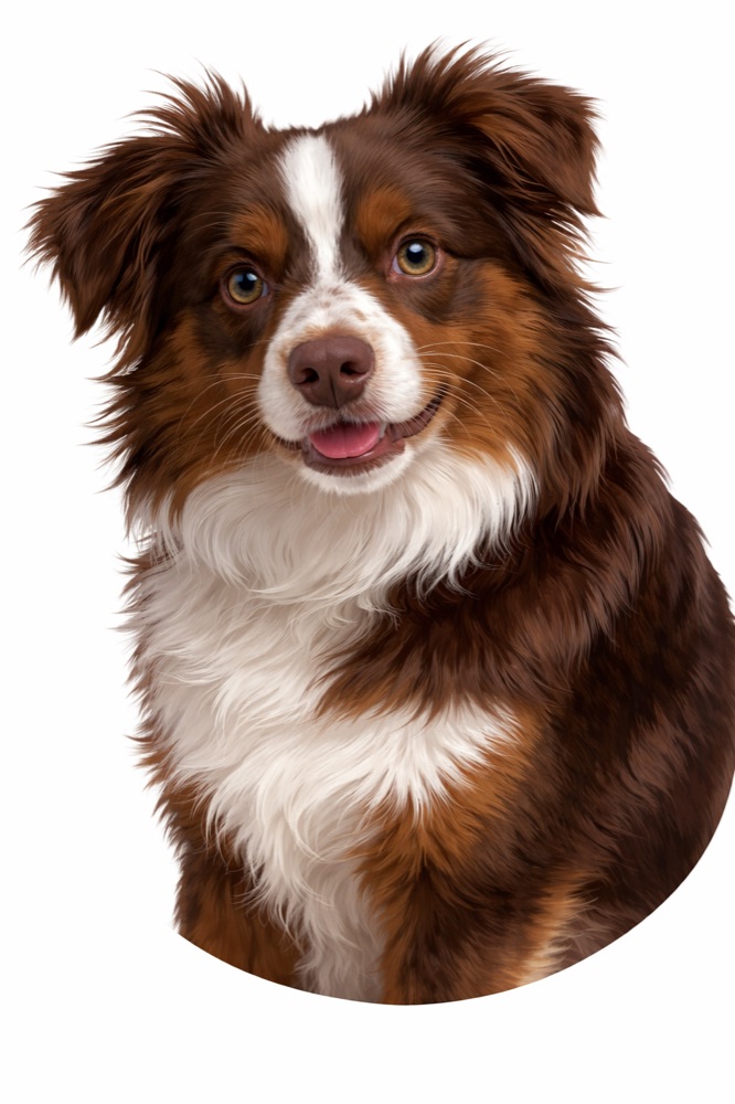 Gadget, Red Tri Australian Shepherd detection dog