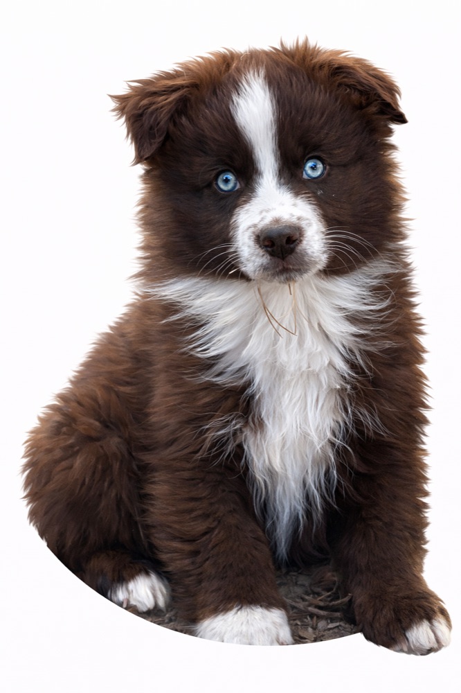 Turo, Miniature Australian Shepherd puppy in training